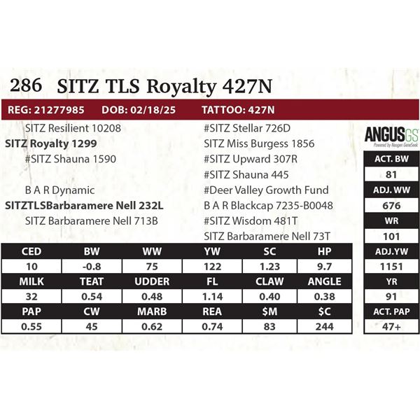 SITZ TLS Royalty 427N