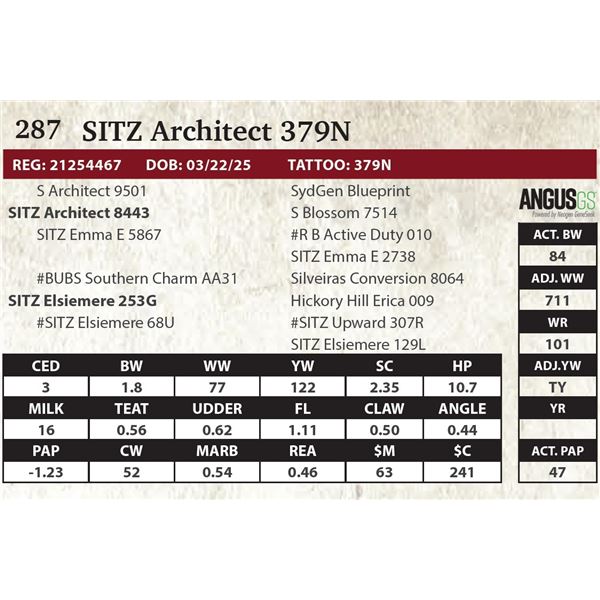 SITZ Architect 379N