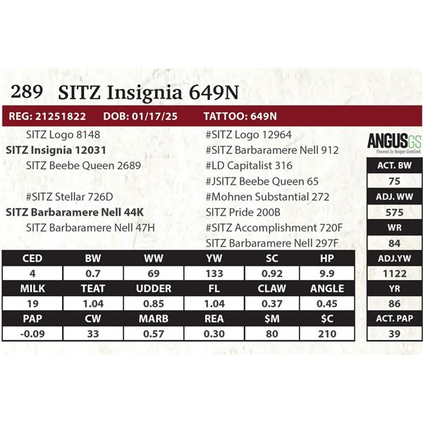 SITZ Insignia 649N
