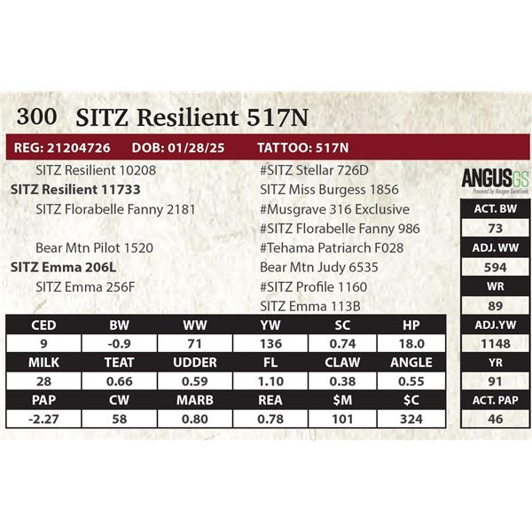 SITZ Resilient 517N