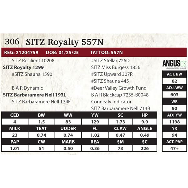 SITZ Royalty 557N