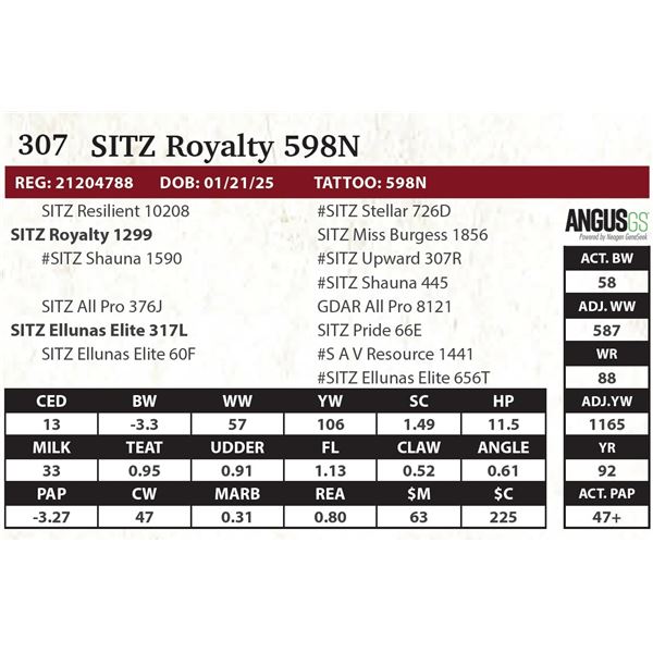 SITZ Royalty 598N