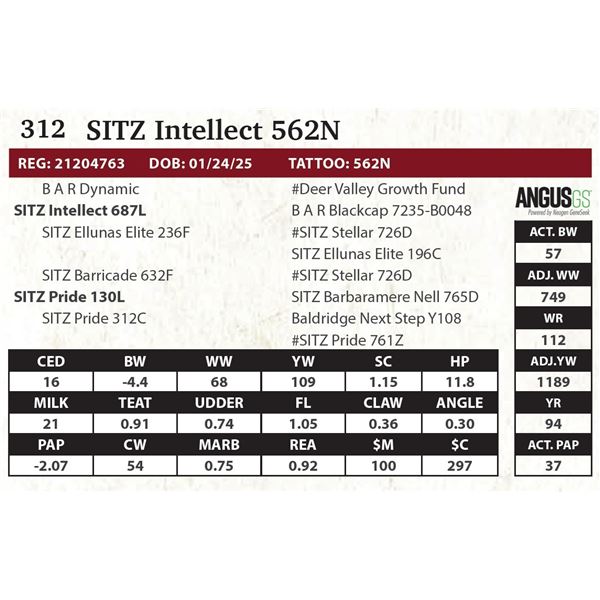 SITZ Intellect 562N