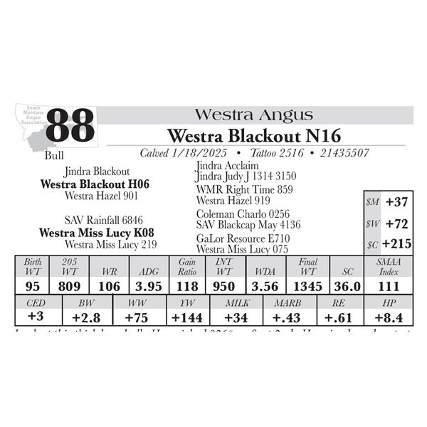 Westra Blackout N16