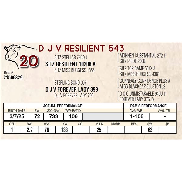 D J V RESILIENT 543