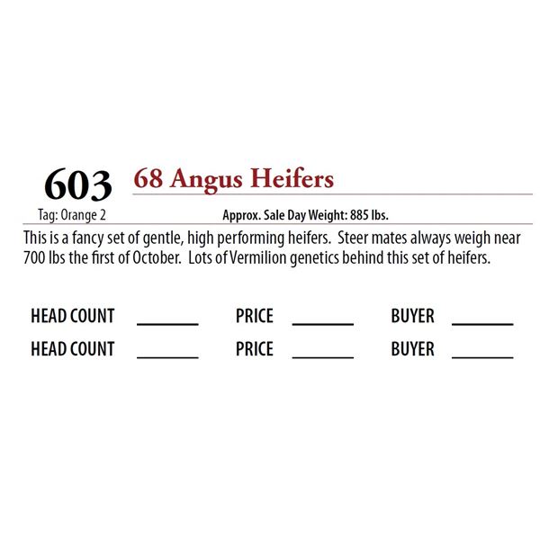 68 ANGUS HEIFERS; Tag: Orange 2