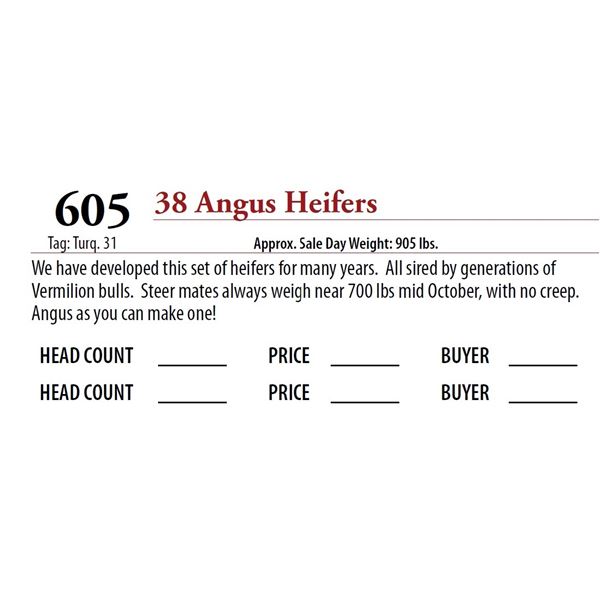 38 ANGUS HEIFERS; Tag: Turq 31