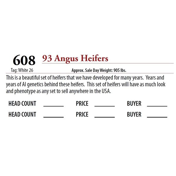 92 ANGUS HEIFERS; Tag: White 26