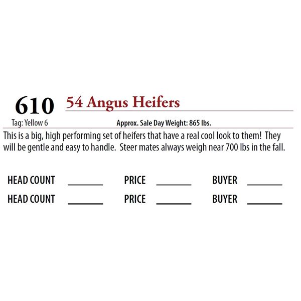 54 ANGUS HEIFERS; Tag: Yellow 6