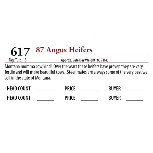 87 ANGUS HEIFERS; Tag: Turq 15