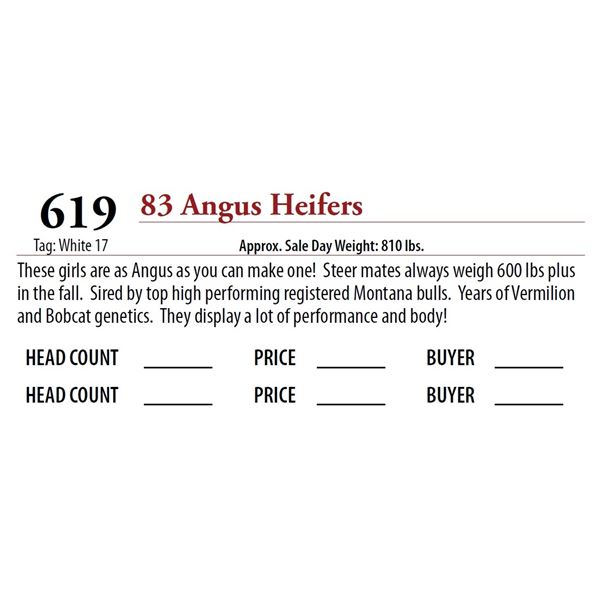 82 ANGUS HEIFERS; Tag: White 17