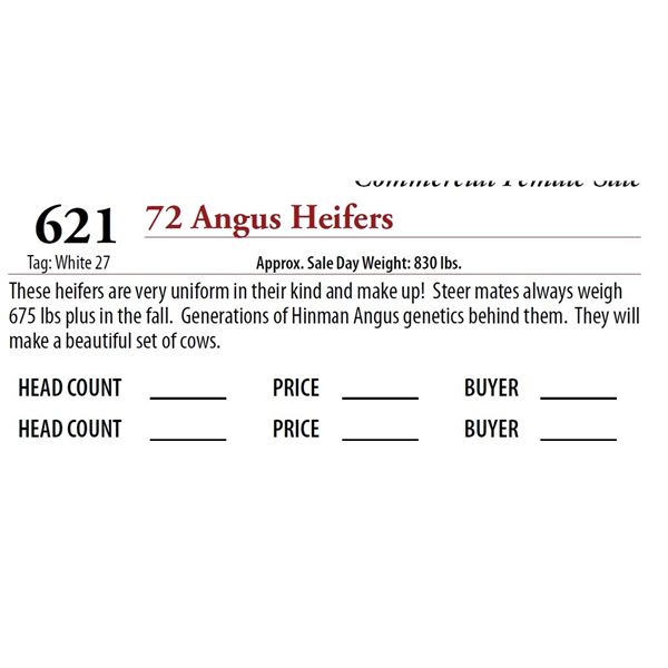 71 ANGUS HEIFERS; Tag: White 27