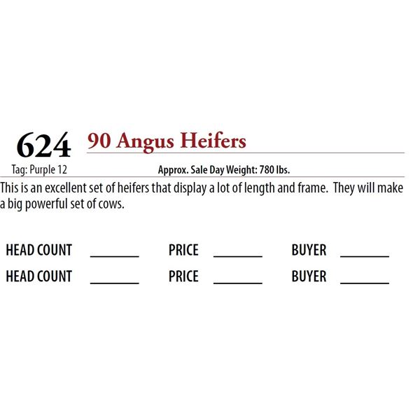 90 ANGUS HEIFERS; Tag: Purple 12
