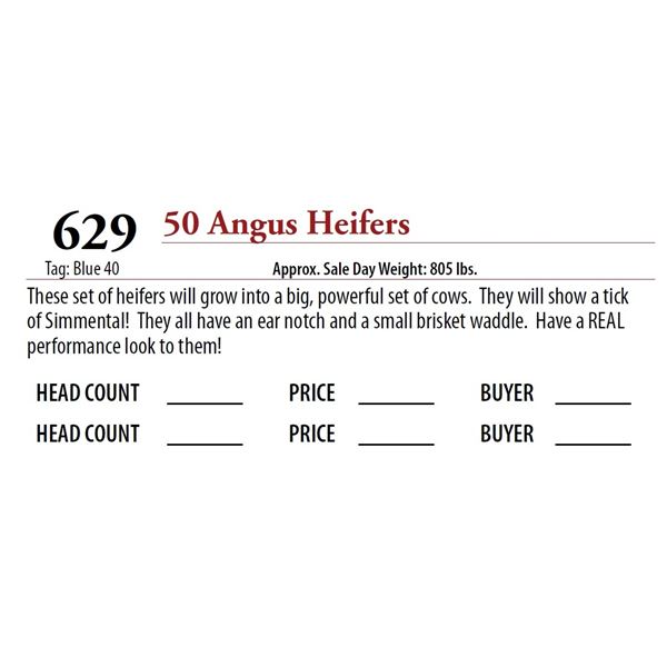 49 ANGUS HEIFERS; Tag: Blue 40