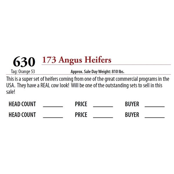 174 ANGUS HEIFERS; Tag: Orange 53