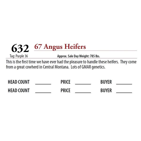 67 ANGUS HEIFERS; Tag: Purple 36