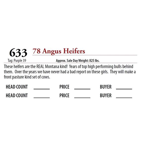 77 ANGUS HEIFERS; Tag: Purple 39