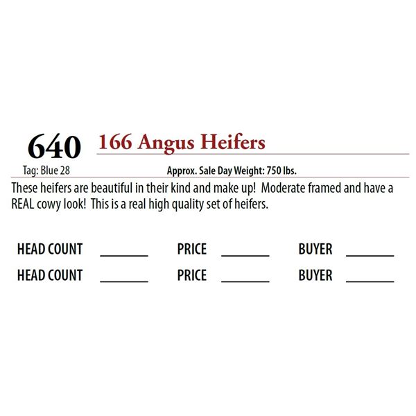 165 ANGUS HEIFERS; Tag: Blue 28