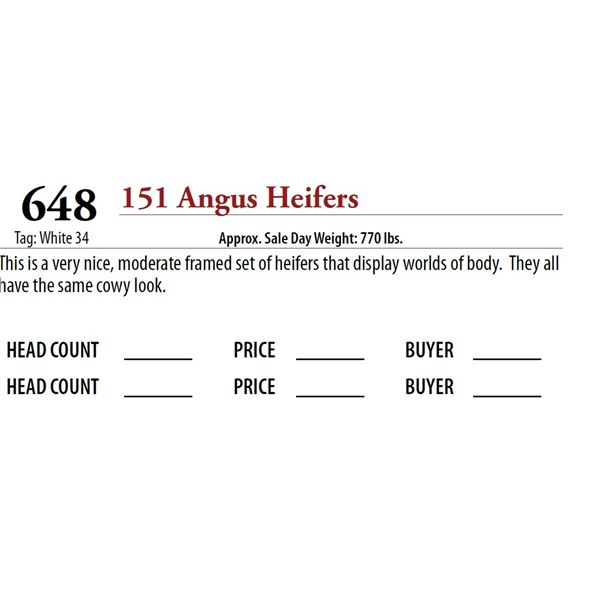 151 ANGUS HEIFERS; Tag: White 34
