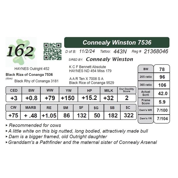 Connealy Winston 7536