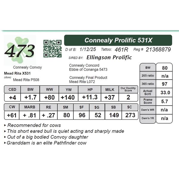 Connealy Prolific 531X