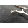 Image 3 : Set of Western Spurs
