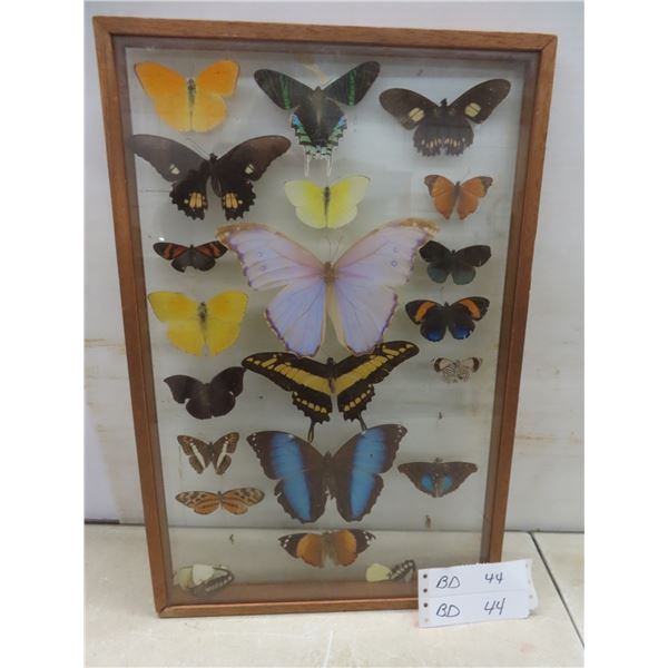Vintage Real Taxidermy Framed Butterflies - Frame Measures 18" x 12"