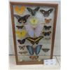 Image 1 : Vintage Real Taxidermy Framed Butterflies - Frame Measures 18" x 12"