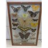 Image 2 : Vintage Real Taxidermy Framed Butterflies - Frame Measures 18" x 12"