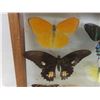 Image 3 : Vintage Real Taxidermy Framed Butterflies - Frame Measures 18" x 12"