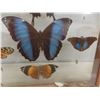 Image 4 : Vintage Real Taxidermy Framed Butterflies - Frame Measures 18" x 12"