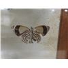 Image 5 : Vintage Real Taxidermy Framed Butterflies - Frame Measures 18" x 12"