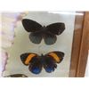 Image 6 : Vintage Real Taxidermy Framed Butterflies - Frame Measures 18" x 12"