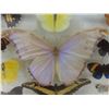 Image 7 : Vintage Real Taxidermy Framed Butterflies - Frame Measures 18" x 12"