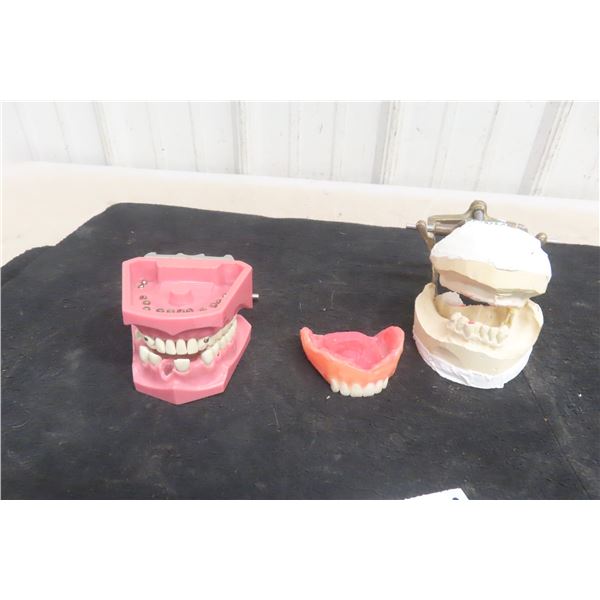 Dental Typodent for Dentist Education