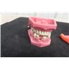 Image 2 : Dental Typodent for Dentist Education