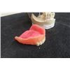 Image 5 : Dental Typodent for Dentist Education