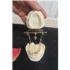 Image 8 : Dental Typodent for Dentist Education