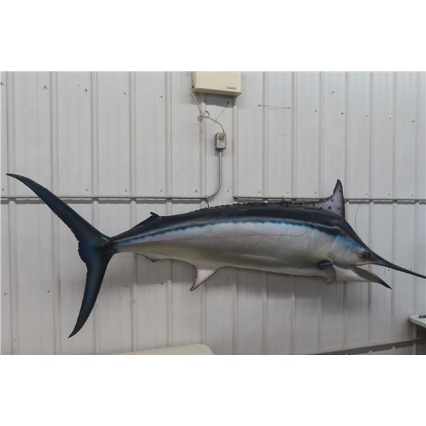 Blue Marlin Fibreglass Display Life Size 108" Long