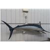 Image 1 : Blue Marlin Fibreglass Display Life Size 108" Long