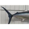 Image 2 : Blue Marlin Fibreglass Display Life Size 108" Long