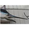 Image 3 : Blue Marlin Fibreglass Display Life Size 108" Long