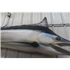 Image 4 : Blue Marlin Fibreglass Display Life Size 108" Long