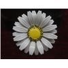 Image 3 : 6 Retro Flower Brooches