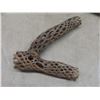 Image 4 : Desert Cholla Cactus Wood and 2 Quartz Rocks