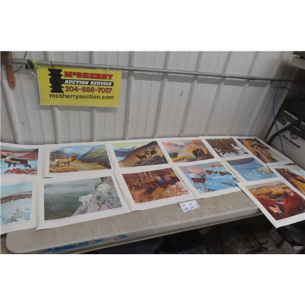 12 Clarence Tilenius Wildlife Prints (16.5" L x 13.25" W)