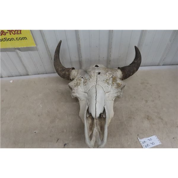 Buffalo Skull (22" Long x 24" Wide)