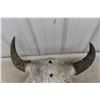 Image 2 : Buffalo Skull (22" Long x 24" Wide)
