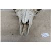 Image 4 : Buffalo Skull (22" Long x 24" Wide)