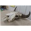 Image 5 : Buffalo Skull (22" Long x 24" Wide)